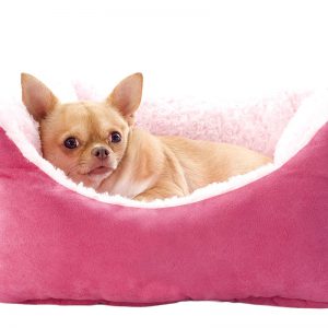 chihuahua and dog bed