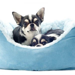 chihuahua and dog bed